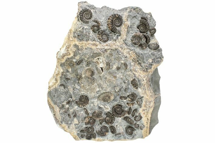 Ammonite (Promicroceras) Cluster - Marston Magna, England #216610